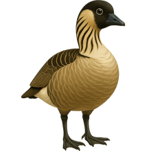 Load image into Gallery viewer, Field-Guide Nene Hawaiian Goose Bubble-free sticker